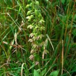 Purple Epipactis helleborine flower in natural setting.