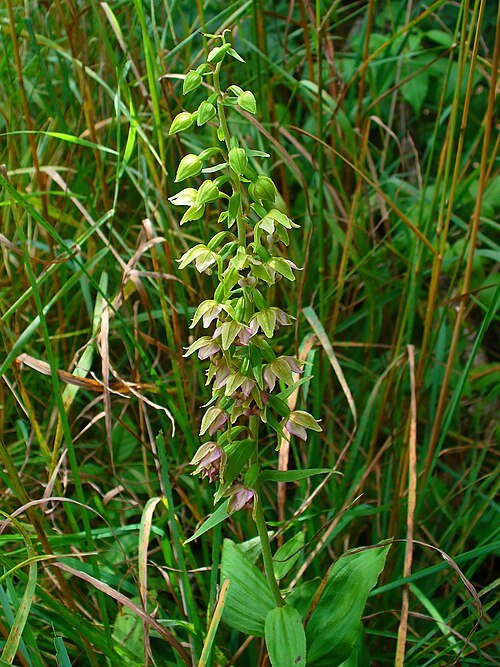 Purple Epipactis helleborine flower in natural setting.