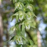 Geelgroene wespenorchis bloem in natuurlijke schaduwrijke omgeving.