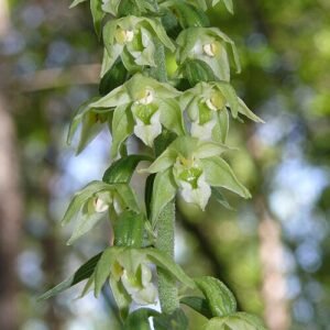 Geelgroene wespenorchis bloem in natuurlijke schaduwrijke omgeving.