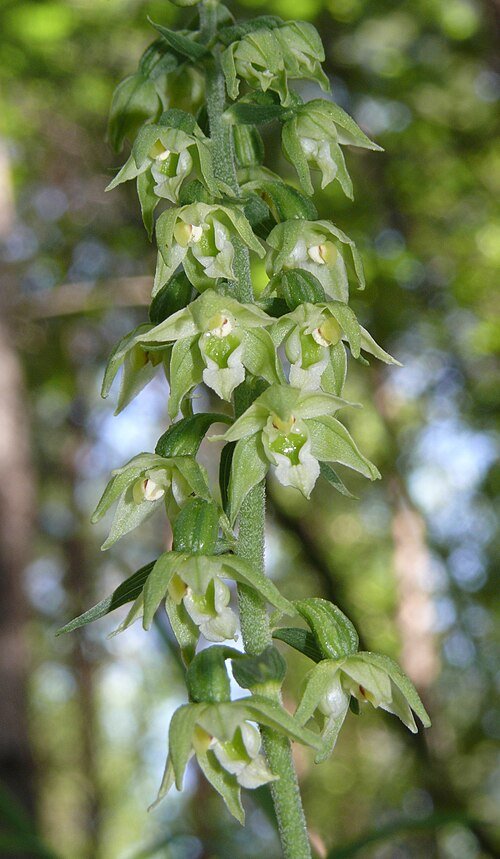 Geelgroene wespenorchis bloem in natuurlijke schaduwrijke omgeving.