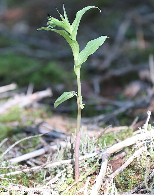 Close-up of Epipactis papillosa bud with delicate pink petals and green leaves.