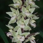 Paarse wespenorchis bloem met paarse en gele vlekken in schaduwrijke omgeving.