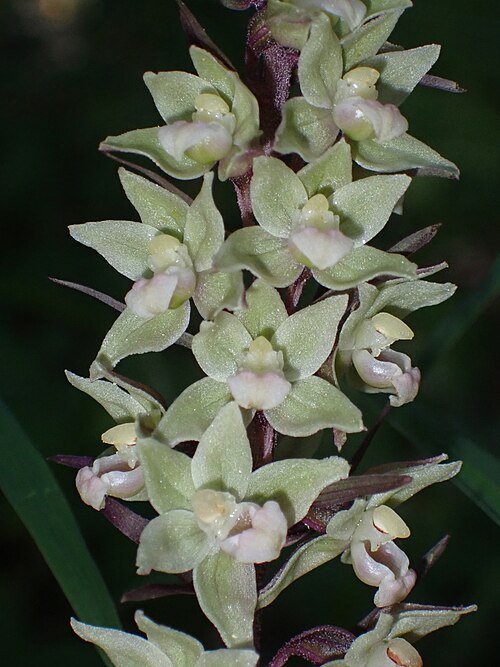 Paarse wespenorchis bloem met paarse en gele vlekken in schaduwrijke omgeving.