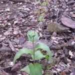 Zeldzame Epipactis Tremolsii orchidee met groene bloemen en langwerpige bladeren.