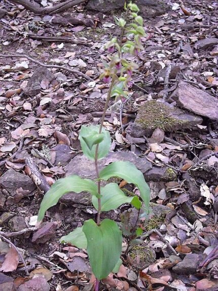 Zeldzame Epipactis Tremolsii orchidee met groene bloemen en langwerpige bladeren.