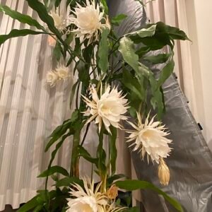 Dieppaarse bloem van Epiphyllum Oxypetalum, bekend als Koningin van de nacht.