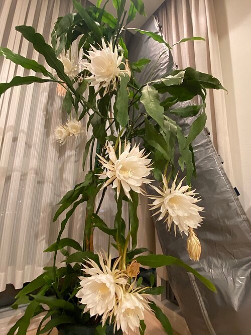 Dieppaarse bloem van Epiphyllum Oxypetalum, bekend als Koningin van de nacht.