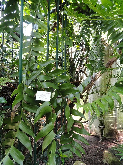 Epiphyllum chrysocardium witte bloemen botanische tuin.