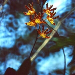 Purple flowered Myrmecophila brysiana orchid on a green stem.