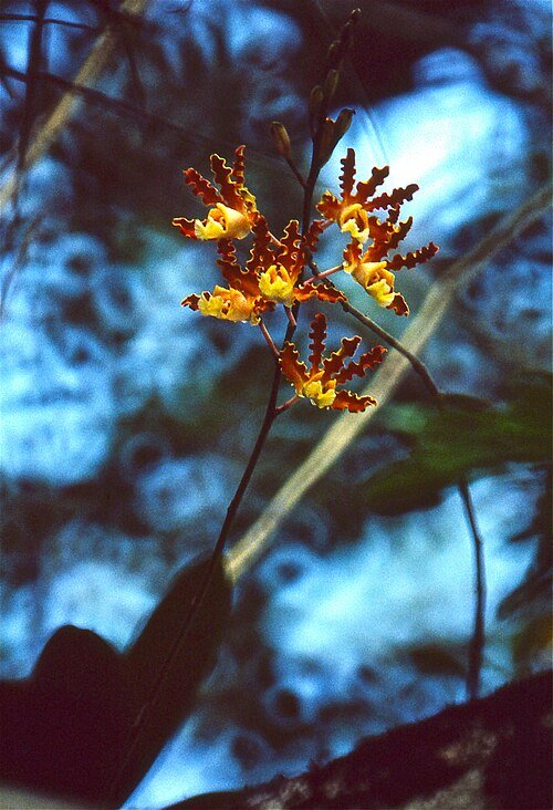 Purple flowered Myrmecophila brysiana orchid on a green stem.