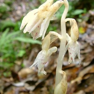 Epipogium roseum orchidee met lichtroze bloemblaadjes en groene bladeren.