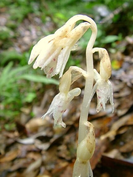 Epipogium roseum orchidee met lichtroze bloemblaadjes en groene bladeren.