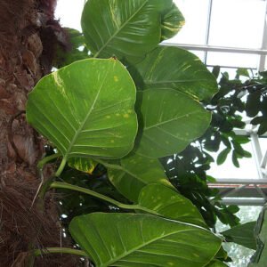 Epipremnum aureum, groen blad in Palmenhuis Poznan, schaduwstandplaats.