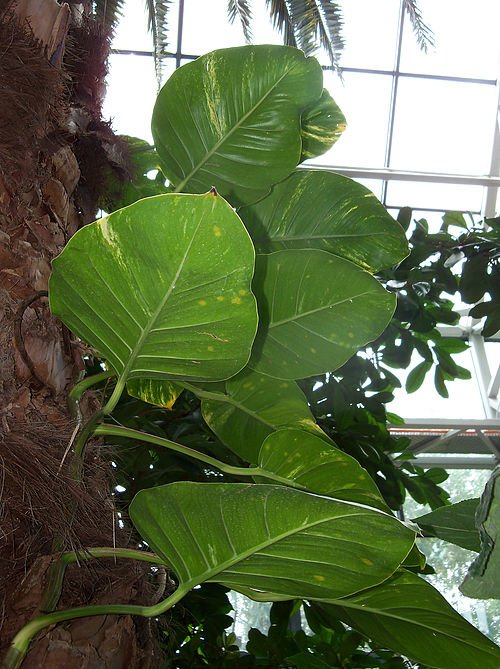 Epipremnum aureum, groen blad in Palmenhuis Poznan, schaduwstandplaats.