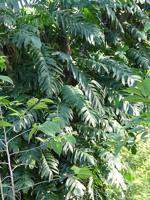 Epipremnum pinnatum plant met groene bladeren en lange stelen.