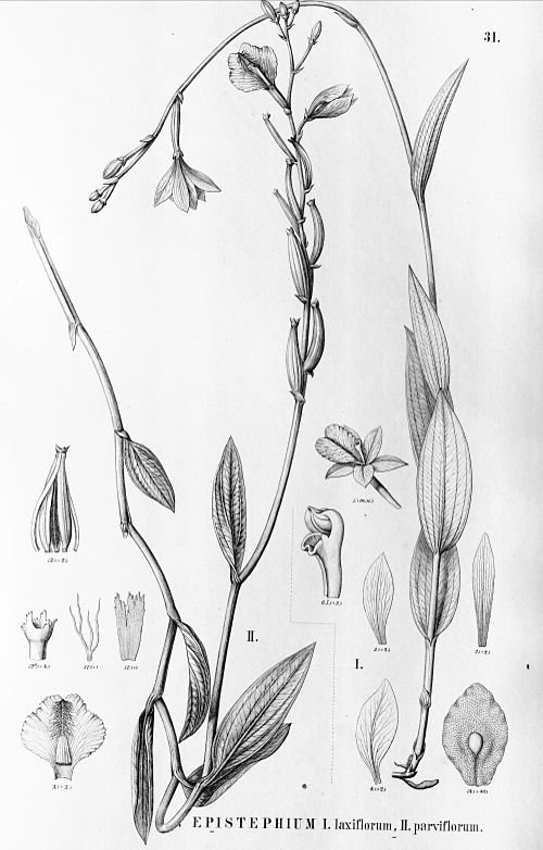 Variegated Epistephium flowers against lush green leaves.