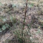 Grote paardenstaartplant met lange groene stengels en kegelvormige toppen.