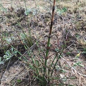 Grote paardenstaartplant met lange groene stengels en kegelvormige toppen.