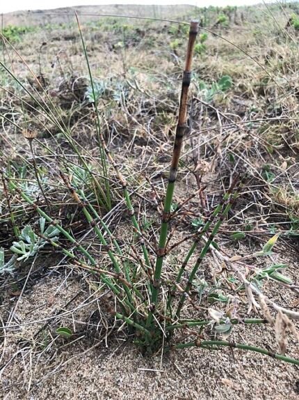 Grote paardenstaartplant met lange groene stengels en kegelvormige toppen.