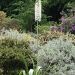 Bloeiende Eremurus himalaicus plant in natuurlijke omgeving.
