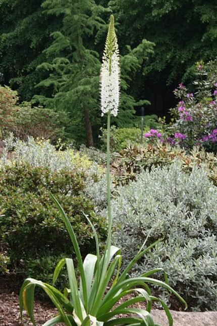Bloeiende Eremurus himalaicus plant in natuurlijke omgeving.