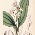 Eria coronaria orchidee met witte bloemen en groene bladeren op neutrale achtergrond.