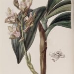 Close-up van Eria ferruginea orchidee met donkergroene bladeren en gele bloemen.