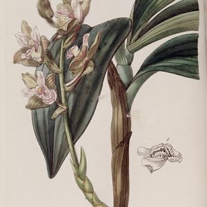 Close-up van Eria ferruginea orchidee met donkergroene bladeren en gele bloemen.