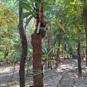 Purple Eria ornata orchid blooming in a garden setting.