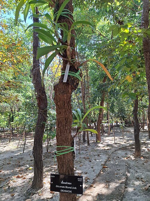 Purple Eria ornata orchid blooming in a garden setting.