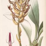 Eria ornata orchidee met witte bloemen en groene bladeren.