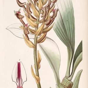 Eria ornata orchidee met witte bloemen en groene bladeren.