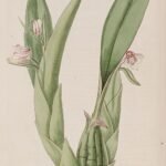 Cryptochilus roseus orchidee op botanische illustratie met roze bloemen en groen blad.