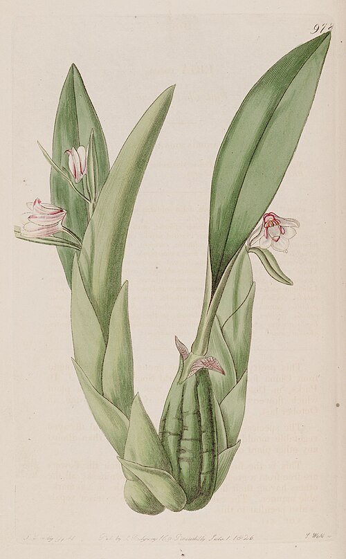 Cryptochilus roseus orchidee op botanische illustratie met roze bloemen en groen blad.