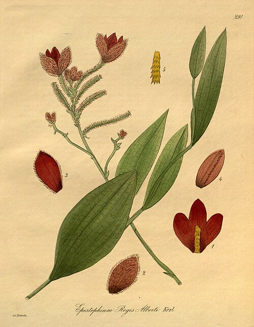 Eriaxis plant met lange groene bladeren en heldere rode bloemen.