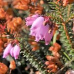 Erica mackaiana bloemen in paarse en witte tinten met groene achtergrond.