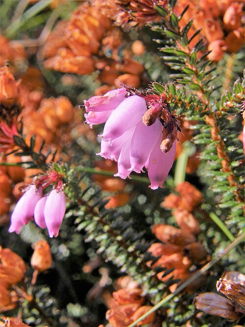 Erica mackaiana bloemen in paarse en witte tinten met groene achtergrond.