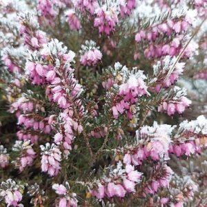 Delicate pastelized dophei bloem op frostige achtergrond.