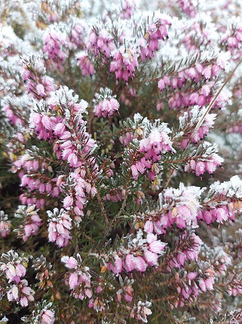 Delicate pastelized dophei bloem op frostige achtergrond.