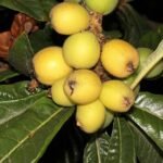 Loquat boom met groene bladeren en oranje vruchten.