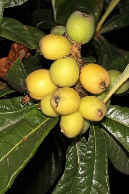 Loquat boom met groene bladeren en oranje vruchten.