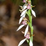 White bunny orchid with delicate petals and green leaves.