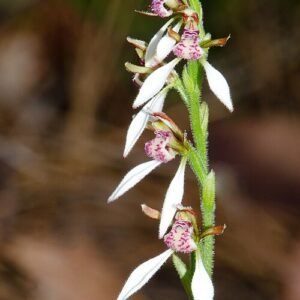 White bunny orchid with delicate petals and green leaves.