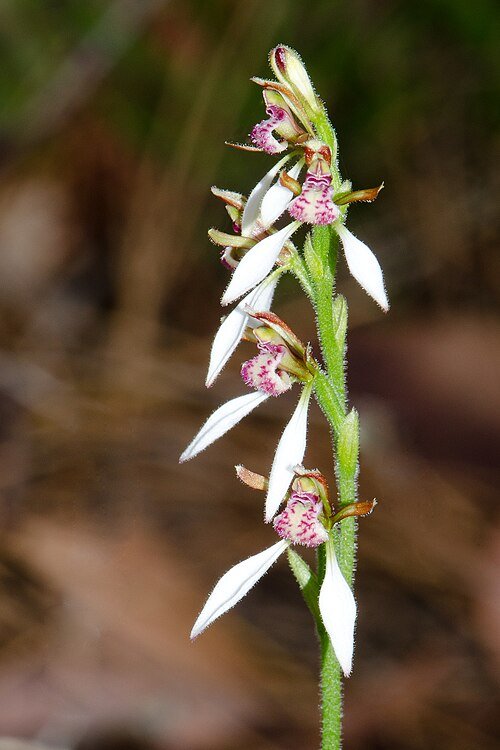 White bunny orchid with delicate petals and green leaves.