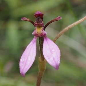 Eriochilus magenteus orchidee met tweekleurige bloemblaadjes en groene bladeren.