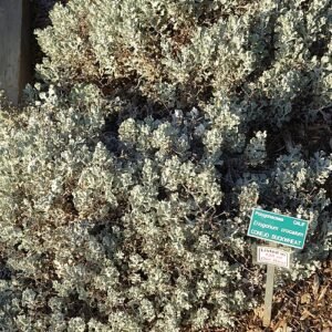 Gele bloemen van Eriogonum crocatum in San Luis Obispo Botanical Garden.