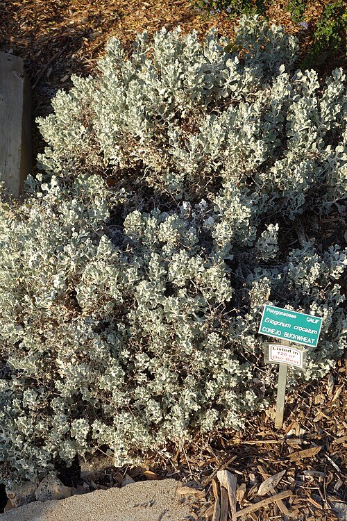 Gele bloemen van Eriogonum crocatum in San Luis Obispo Botanical Garden.
