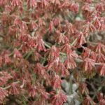 Delicate gele bloemhoofdjes en zilverachtige bladeren van Eriogonum saxatile.