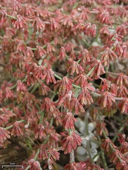 Delicate gele bloemhoofdjes en zilverachtige bladeren van Eriogonum saxatile.